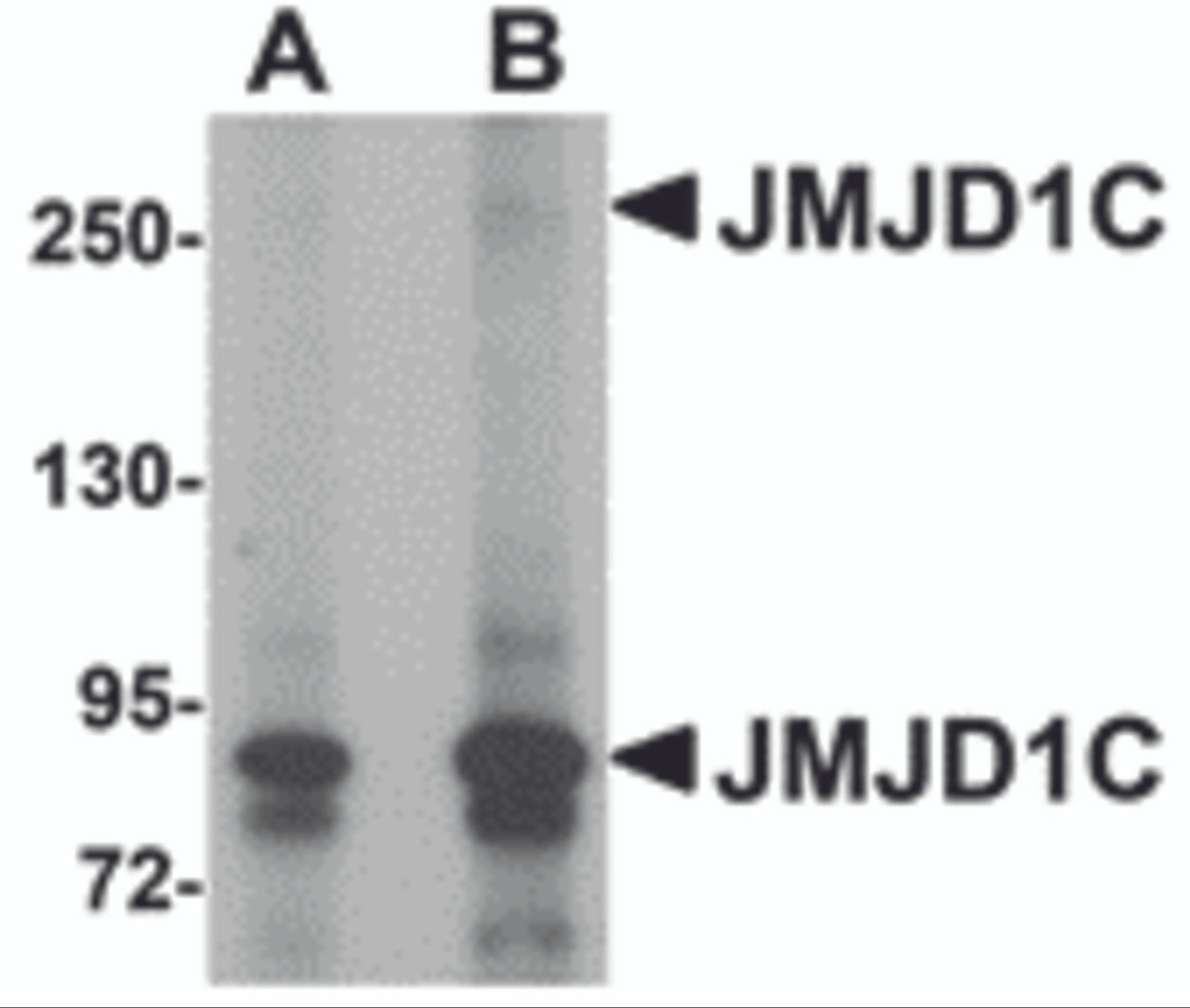 Western blot analysis of JMJD1C in human liver tissue lysate with JMJD1C antibody at (A) 1 and (B) 2 &#956;g/mL.