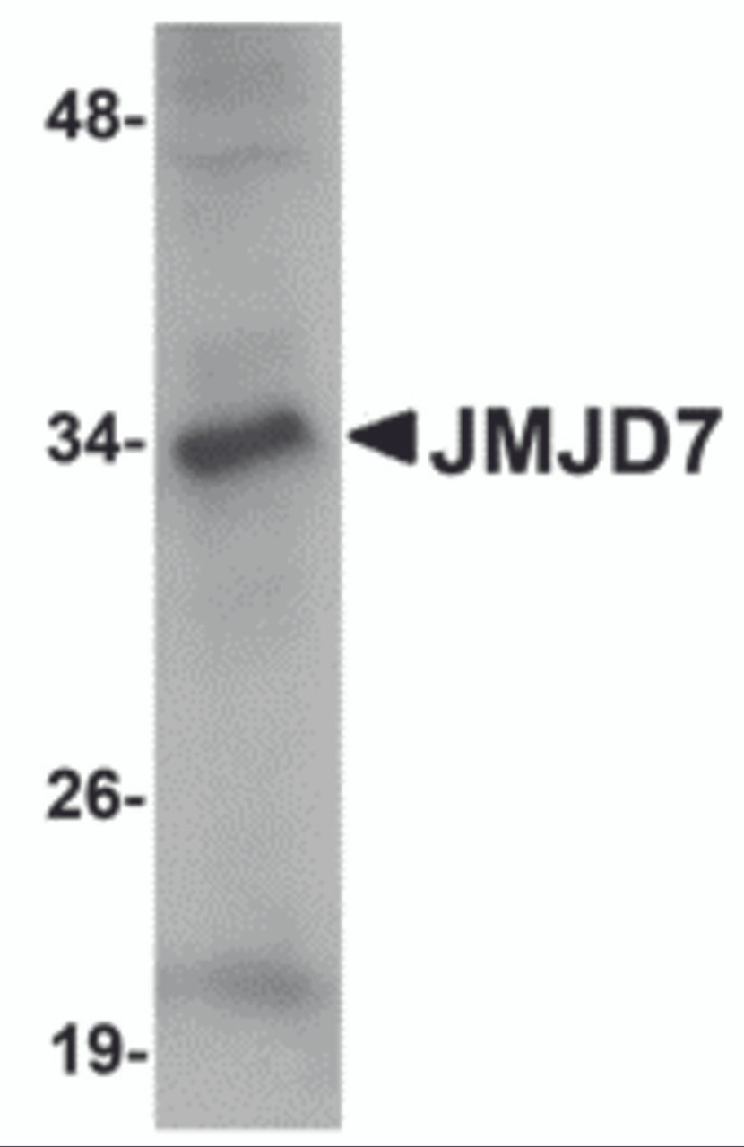Western blot analysis of JMJD7 in 3T3 cell lysate with JMJD7 antibody at 1 &#956;g/mL.