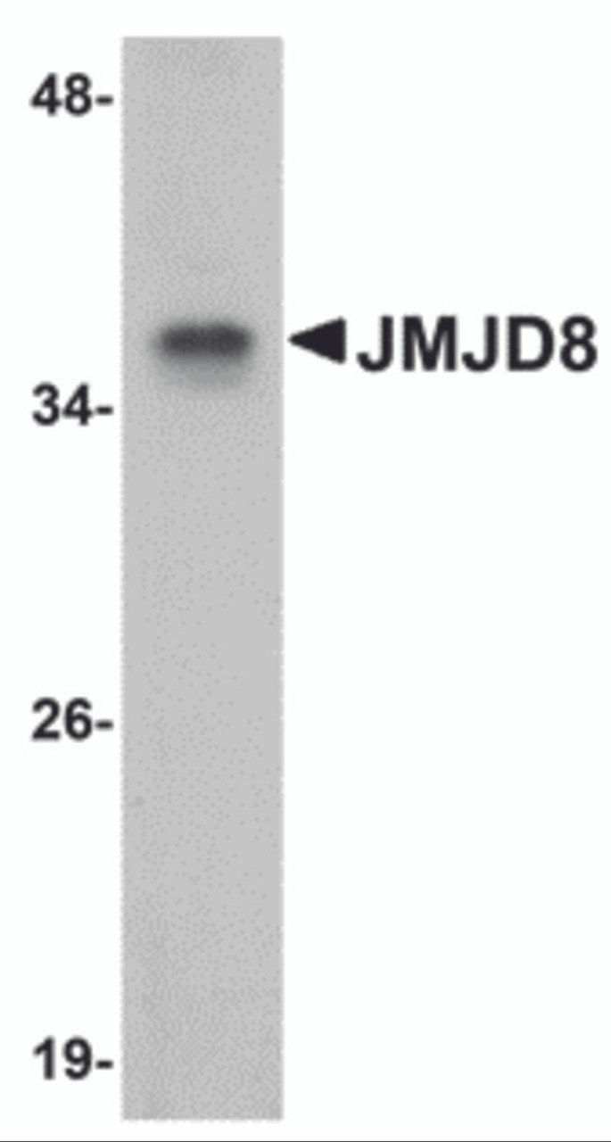 Western blot analysis of JMJD8 in rat kidney tissue lysate with JMJD8 antibody at 1 &#956;g/mL.