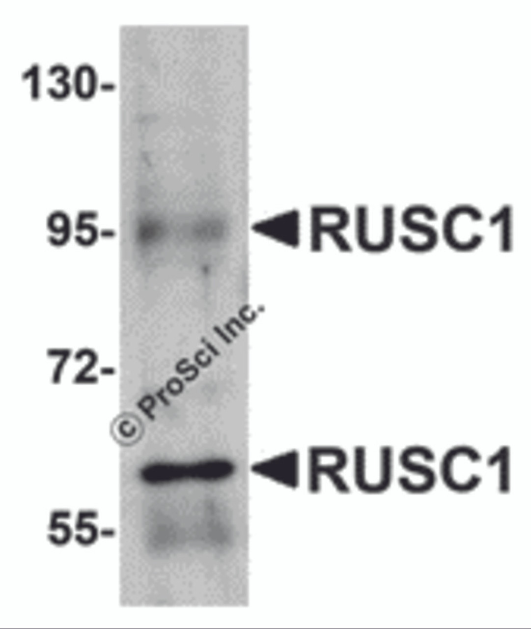 Western blot analysis of RUSC1 in A-20 cell lysate with RUSC1 antibody at 1 &#956;g/mL.