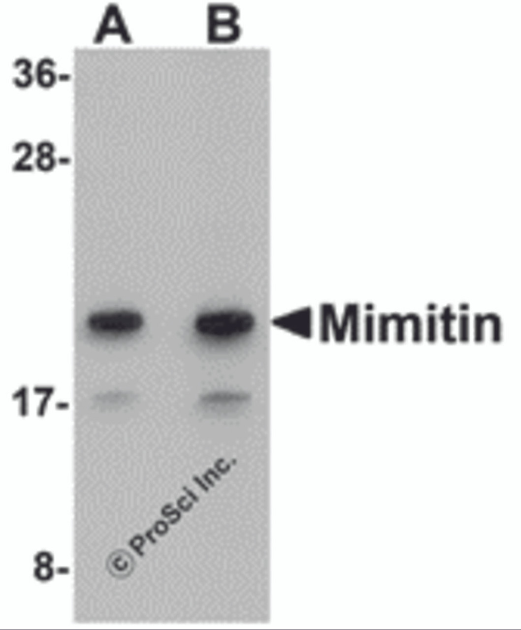 Western blot analysis of Mimitin in Raji cell lysate with Mimitin antibody at (A) 1 and (B) 2 &#956;g/mL.