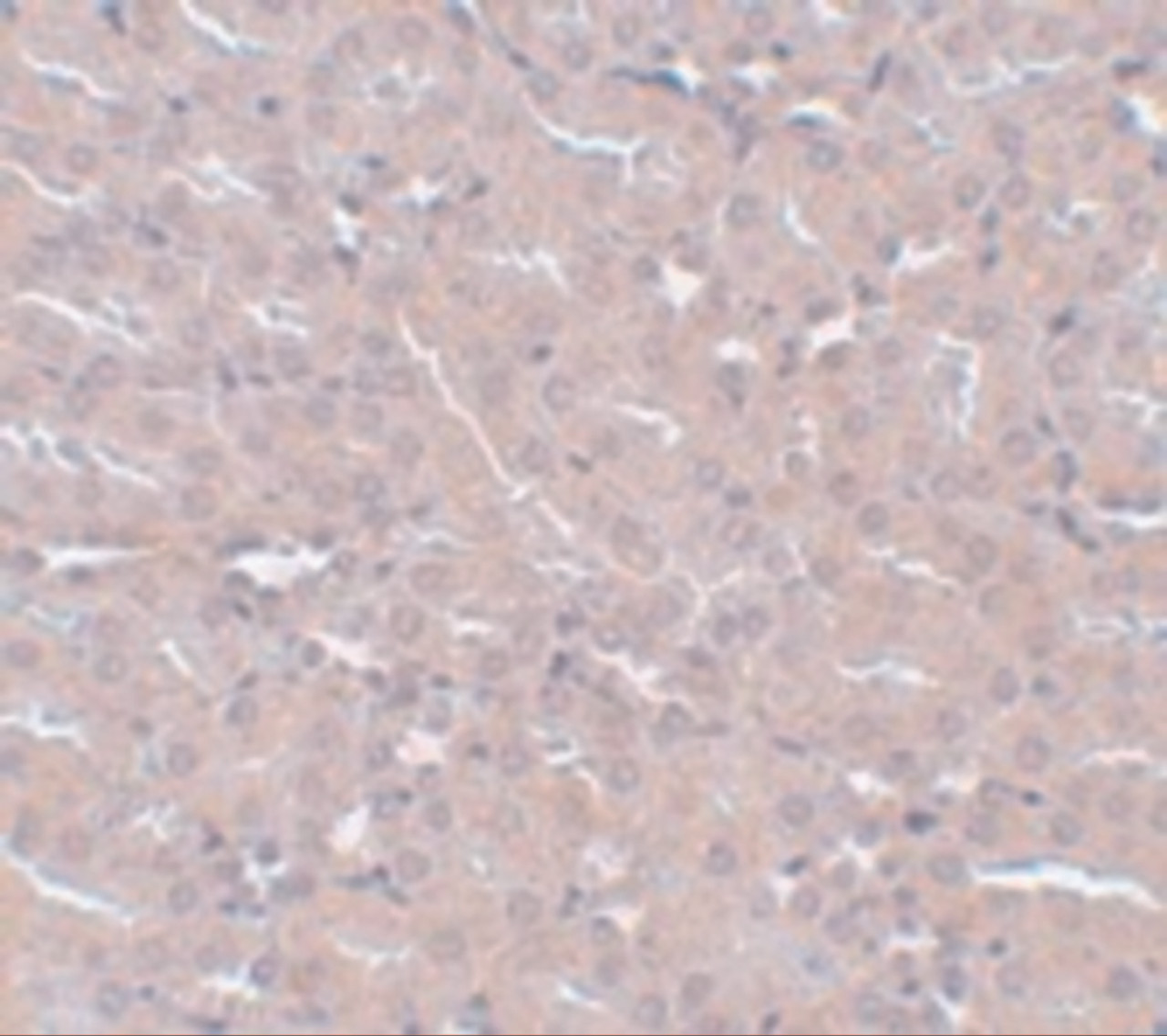 Immunohistochemistry of FRMPD2 in mouse kidney tissue with FRMPD2 antibody at 5 ug/mL.