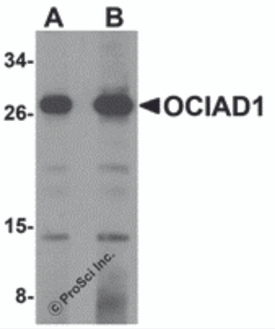 Western blot analysis of OCIAD1 in 293 cell lysate with OCIAD1 antibody at (A) 1 and (B) 2 &#956;g/mL.