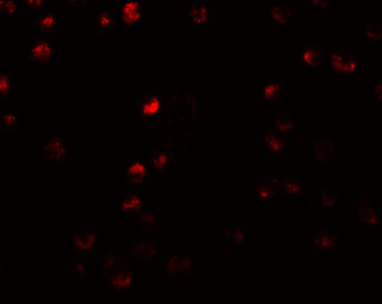 Immunofluorescence of OCIAD2 in A549 cells with OCIAD2 antibody at 5 ug/mL.