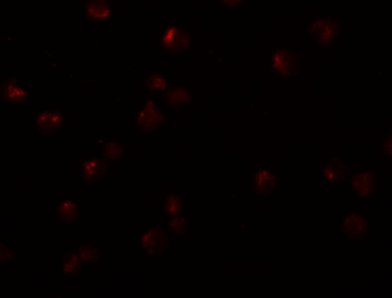 Immunofluorescence of OCIAD2 in A549 cells with OCIAD2 antibody at 20 ug/mL.