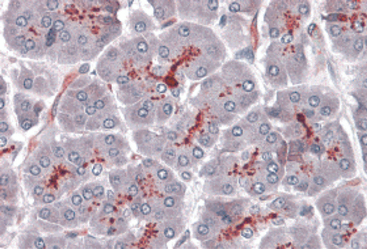 Immunohistochemistry of SLAIN1 in human pancreas with SLAIN1 antibody at 5 &#956;g/mL.