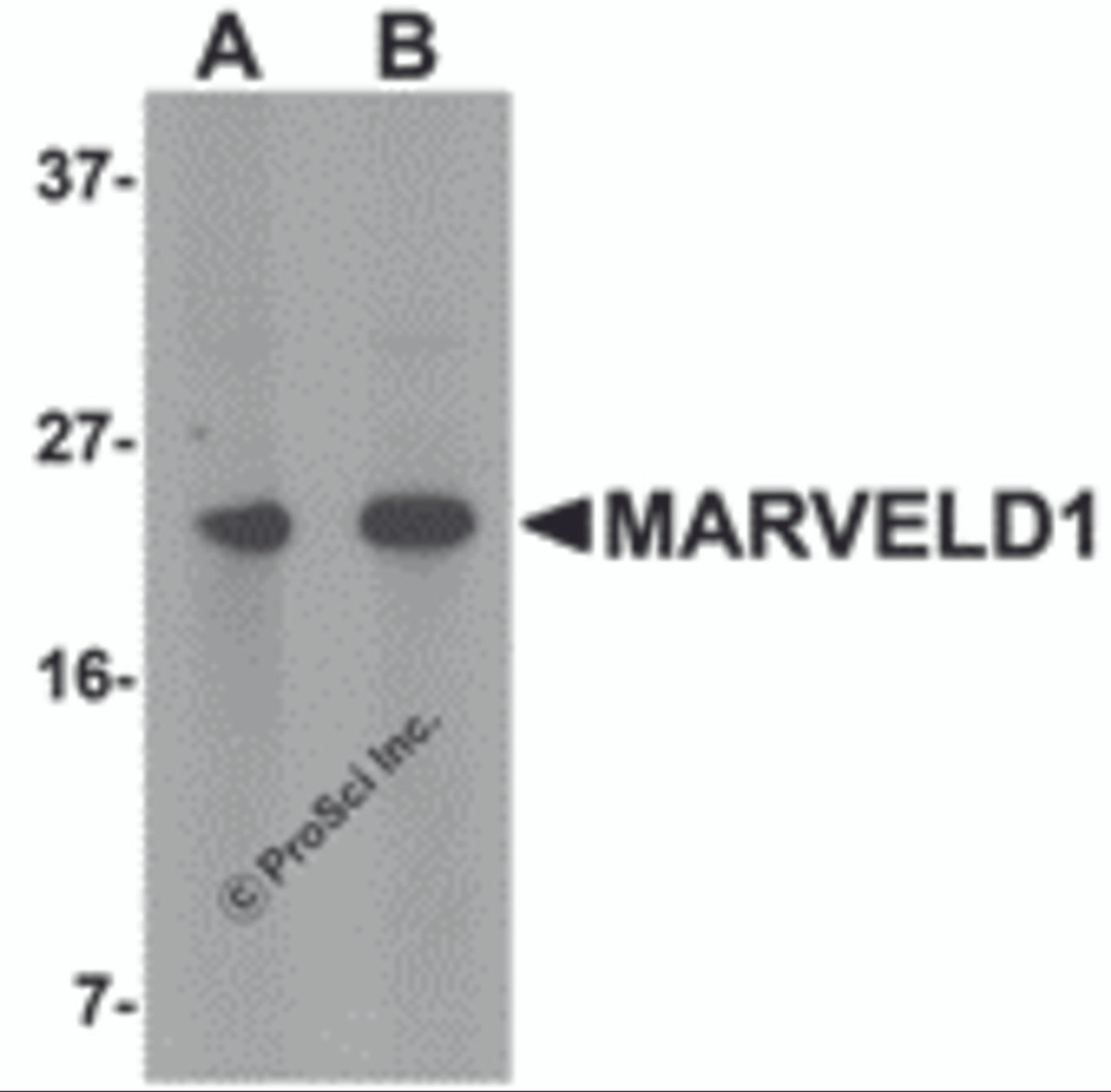 Western blot analysis of MARVELD1 in mouse heart tissue lysate with MARVELD1 antibody at (A) 1 and (B) 2 &#956;g/mL.