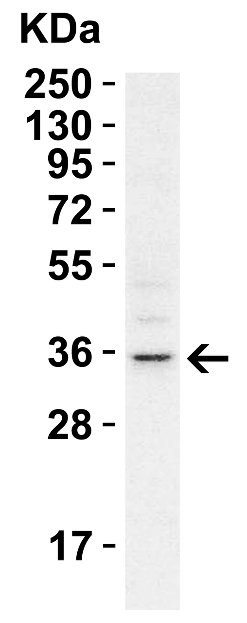 WB Validation in A549 Cells 
Loading: 15 &#956;g of cell lysate 
Antibodies: RHBDD1, 5525 1 &#956;g/ml, 1 h incubation at RT in 5% NFDM/TBST.
Secondary: Goat Anti-Rabbit IgG HRP conjugate at 1:10000 dilution.
Exposure: 1 min