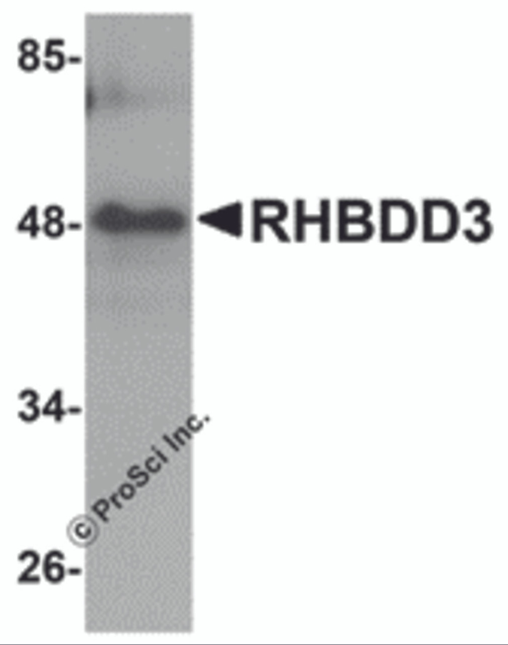 Western blot analysis of RHBDD3 in rat lung tissue lysate with RHBDD3 antibody at 1 &#956;g/mL.