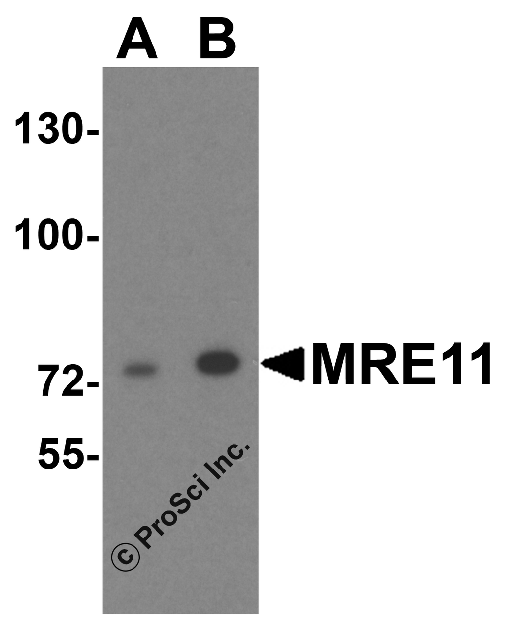 Western blot analysis of MRE11 in A549 cell lysate with MRE11 antibody at (A) 1 and (B) 2 &#956;g/mL.