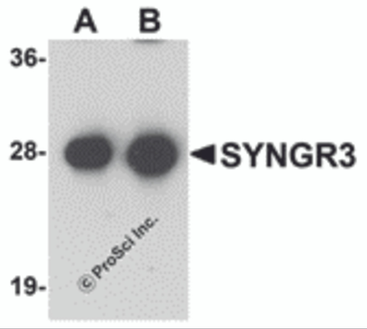 Western blot analysis of SYNGR3 in mouse brain tissue lysate with SYNGR3 antibody at (A) 1 and (B) 2 &#956;g/mL .