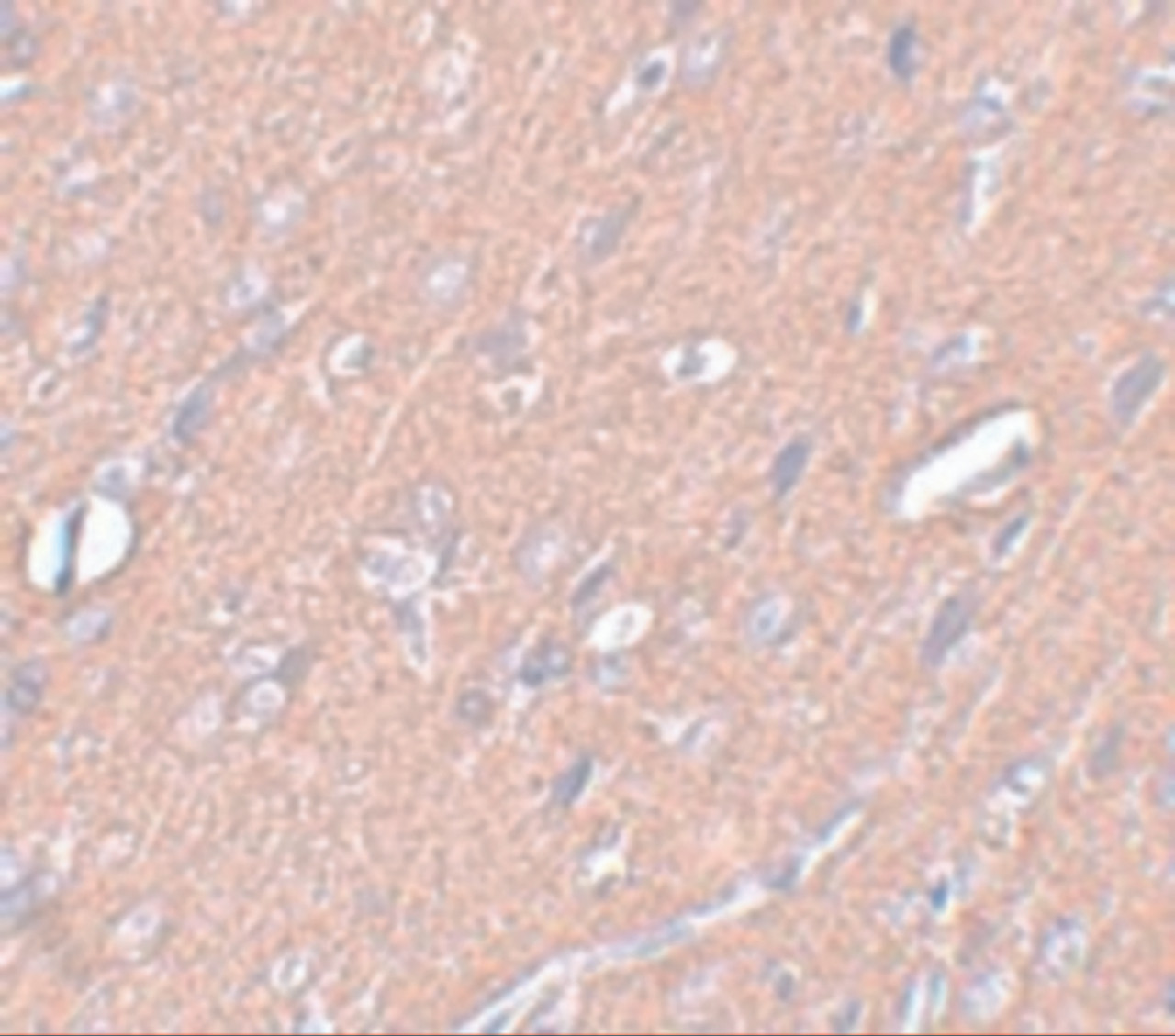 Immunohistochemistry of SYNGR3 in rat brain tissue with SYNGR3 antibody at 2.5 ug/mL.