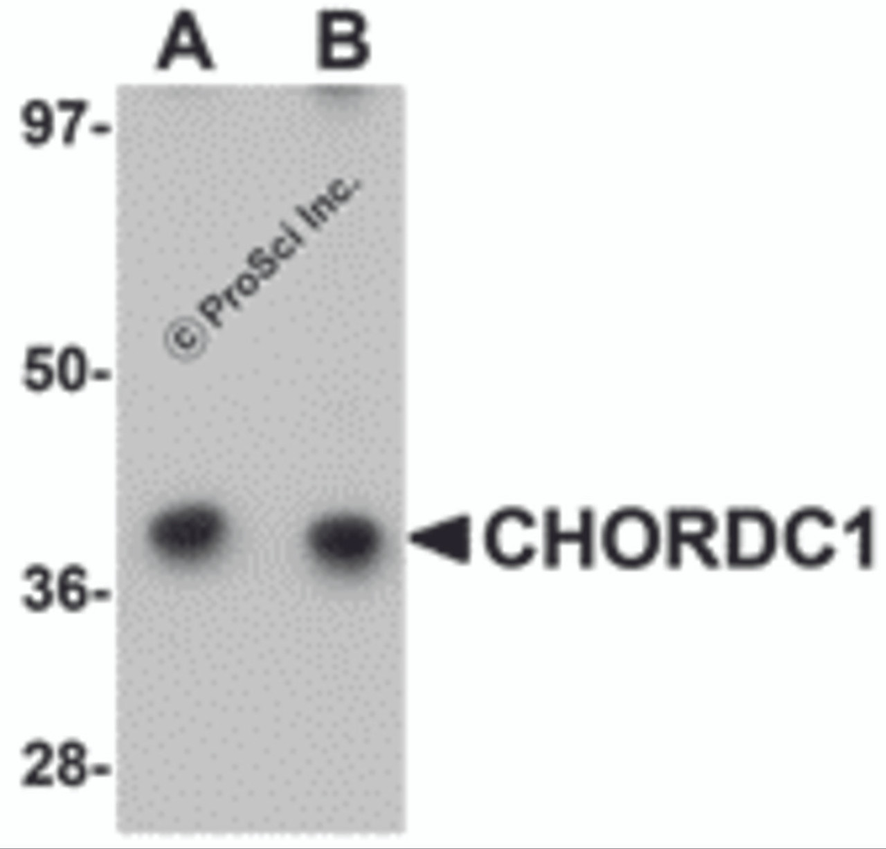 Western blot analysis of CHORDC1 in 293 cell lysate with CHORDC1 antibody at (A) 1 and (B) 2 &#956;g/mL.