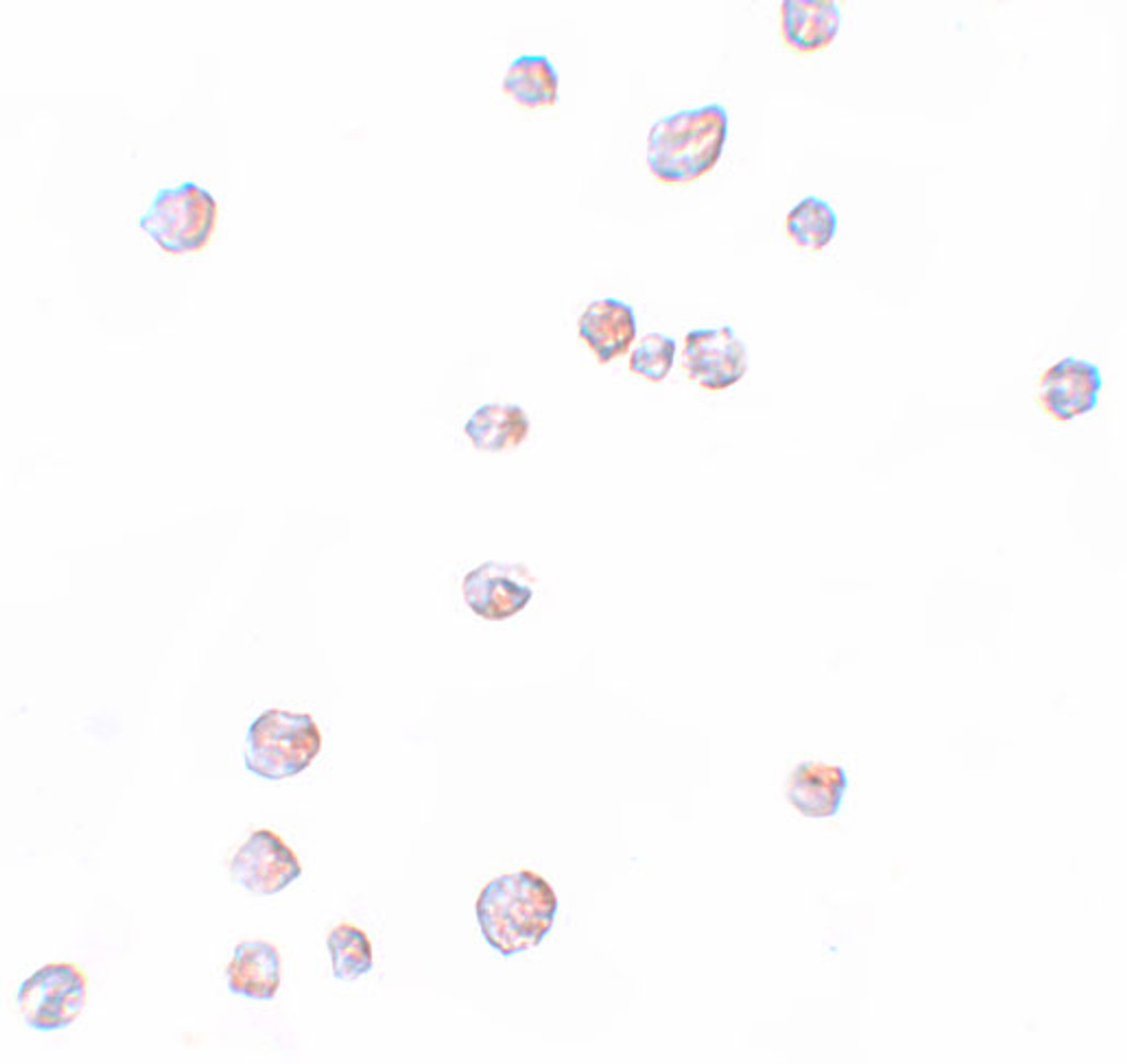 Immunocytochemistry of CHORDC1 in 293 cells with CHORDC1 antibody at 2.5 ug/mL.