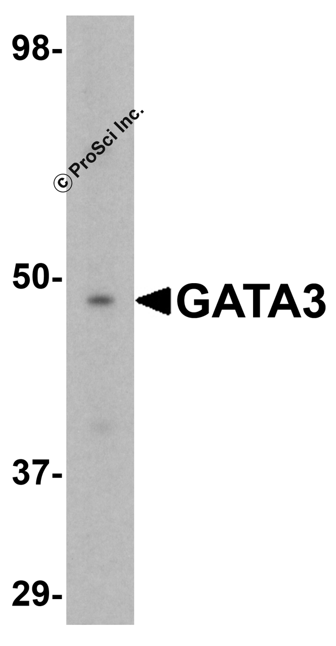 Western blot analysis of GATA3 in K562 cell lysate with GATA3 antibody at 1 &#956;g/mL.