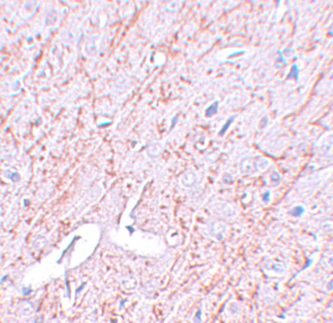 Immunohistochemistry of GATA3 in rat brain tissue with GATA3 antibody at 2.5 ug/mL.