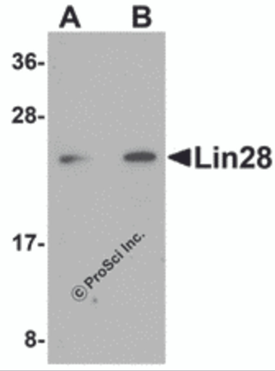 Western blot analysis of Lin28 in Raji cell lysate with Lin28 antibody at (A) 1 and (B) 2 &#956;g/mL.