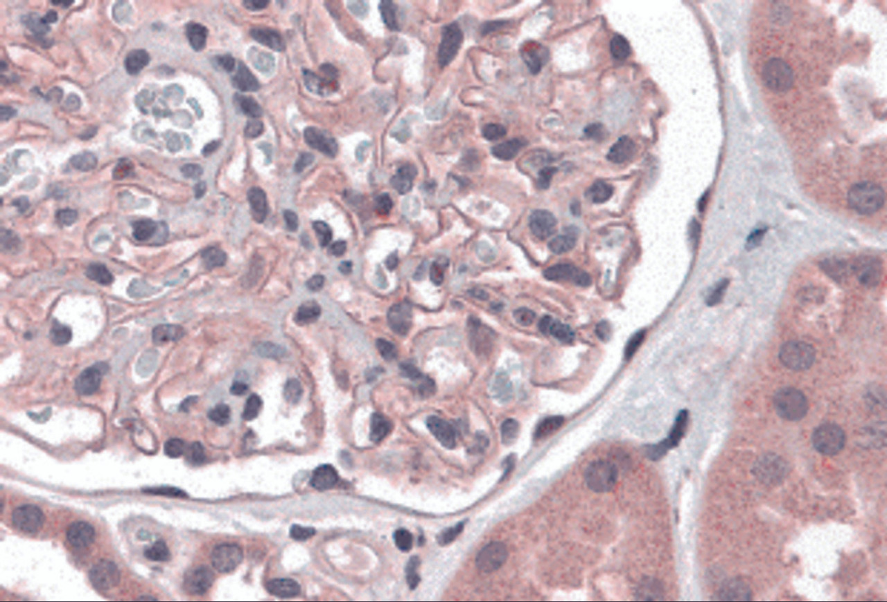 Immunohistochemistry of Nephrin in human kidney tissue with Nephrin antibody at 5 &#956;g/mL.