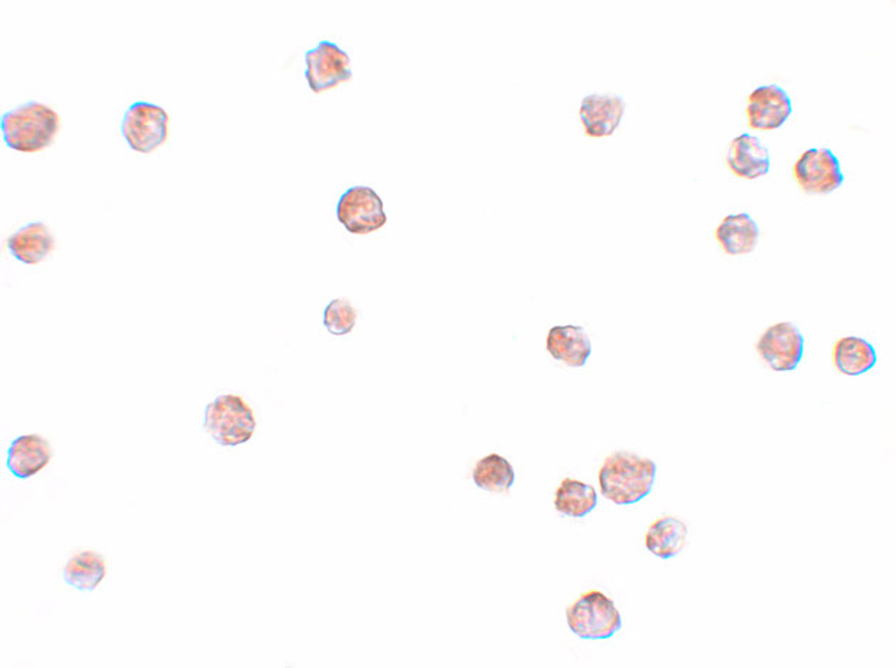 Immunocytochemistry of LYRM2 in A549 cells with LYRM2 antibody at 20 ug/mL.