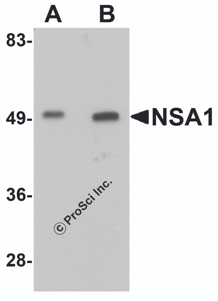 Western blot analysis of NSA1 in mouse liver tissue lysate with NSA1 antibody at (A) 1 and (B) 2 &#956;g/mL.