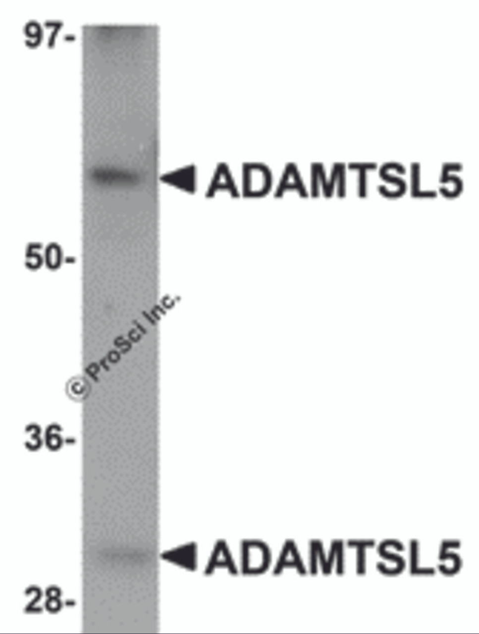 Western blot analysis of ADAMTSL5 in human skeletal muscle tissue lysate with ADAMTSL5 antibody at 1 &#956;g/mL.
