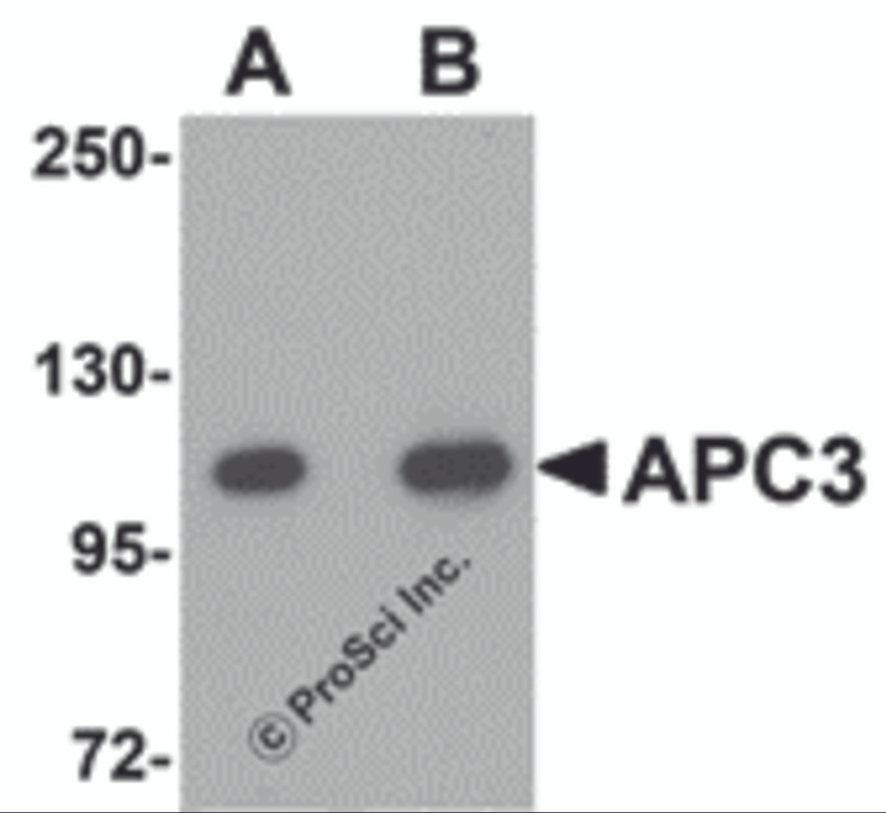 Western blot analysis of APC3 in mouse liver tissue lysate with APC3 antibody at (A) 1 and (B) 2 &#956;g/mL.