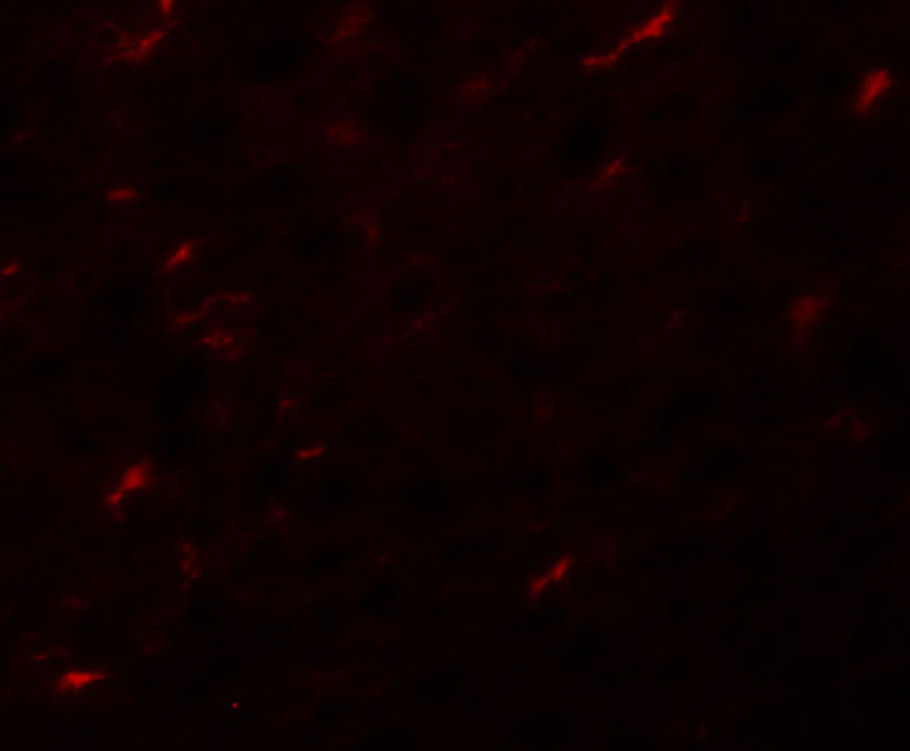 Immunofluorescence of APC7 in rat kidney tissue with APC7 antibody at 20 ug/mL.