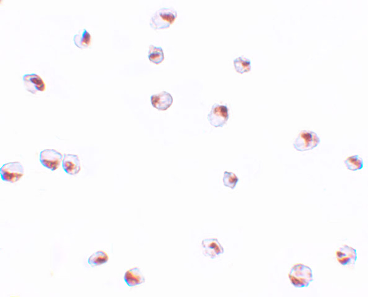 Immunocytochemistry of SAE2 in 293 cells with SAE2 antibody at 4 ug/mL.