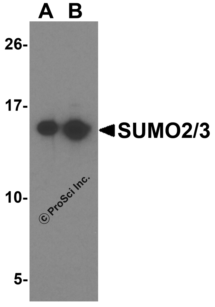 Western blot analysis of SUMO2/3 in Jurkat cell lysate with SUMO2/3 antibody at (A) 1 and (B) 2 &#956;g/mL.