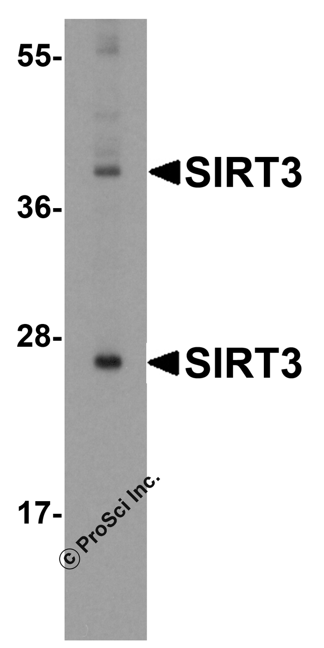 Western blot analysis of SIRT3 in mouse heart tissue lysate with SIRT3 antibody at (A) 1 and (B) 2 &#956;g/mL.