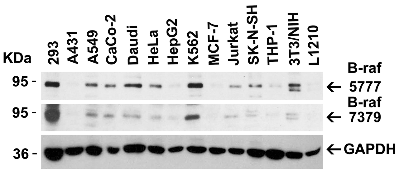 Figure 2 Independent Antibody Validation (IAV) via Protein Expression Profile in Cell Lines
Loading: 15 ug of lysates per lane.
Antibodies: B-raf 5777, (0.5 ug/mL) , B-raf 7379, (0.5 ug/mL) and GAPDH (0.02 ug/mL) , 1h incubation at RT in 5% NFDM/TBST.
Secondary: Goat anti-chicken (for 5777) and goat anti-rabbit (for 7379) IgG HRP conjugate at 1:10000 dilution.