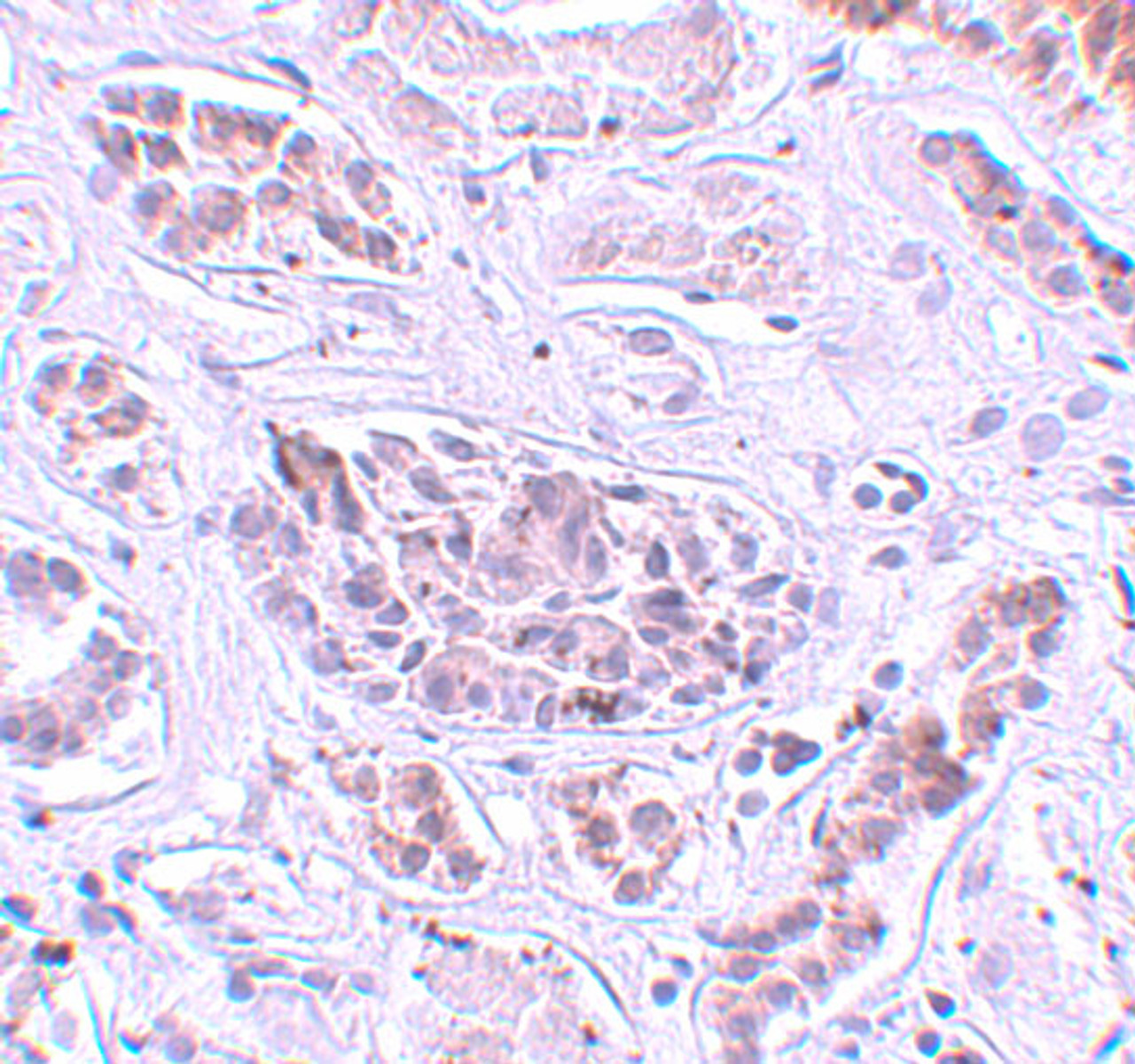 Immunohistochemistry of ATG3 in human kidney tissue with ATG3 antibody at 5 ug/mL.