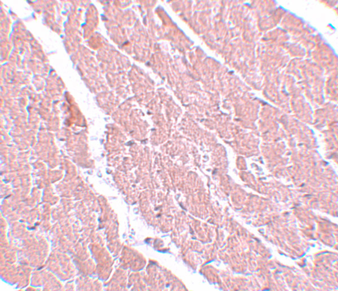 Immunohistochemistry of ATG13 in mouse heart with ATG13 antibody at 5 ug/mL.