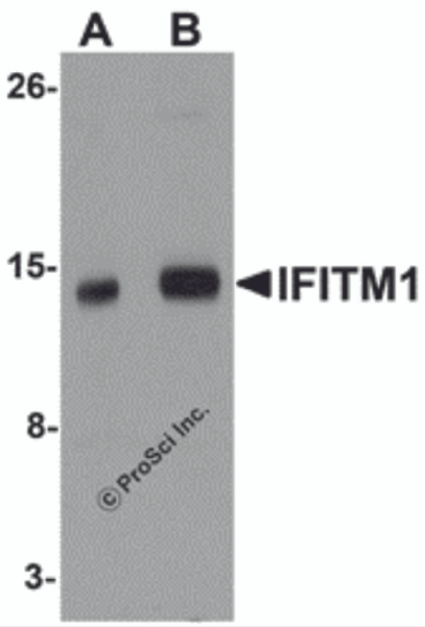 Western blot analysis of IFITM1 in 3T3 cell lysate with IFITM1 antibody at (A) 1 and (B) 2 &#956;g/mL.