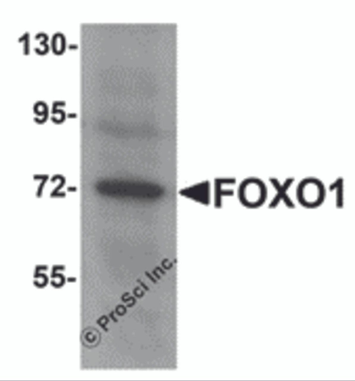 Western blot analysis of FOXO1 in Hela cell lysate with FOXO1 antibody at 1 &#956;g/mL.