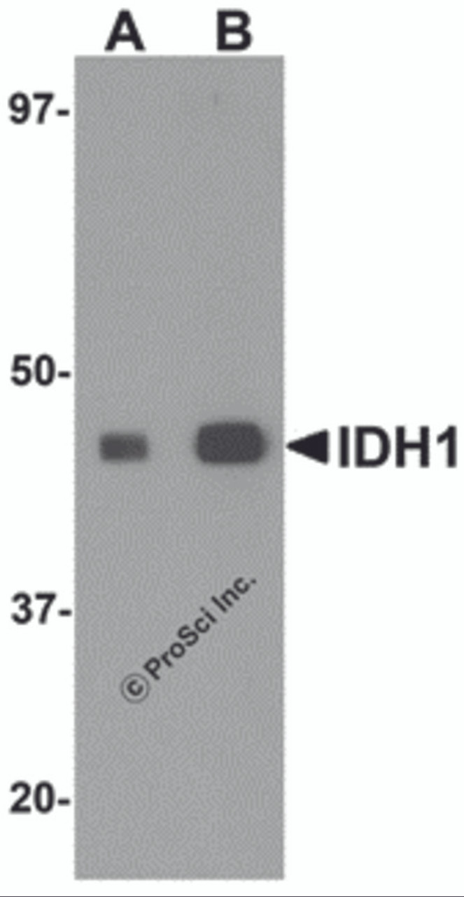 Western blot analysis of IDH1 in HepG2 cell lysate with IDH1 antibody at (A) 1 and (B) 2 &#956;g/mL.