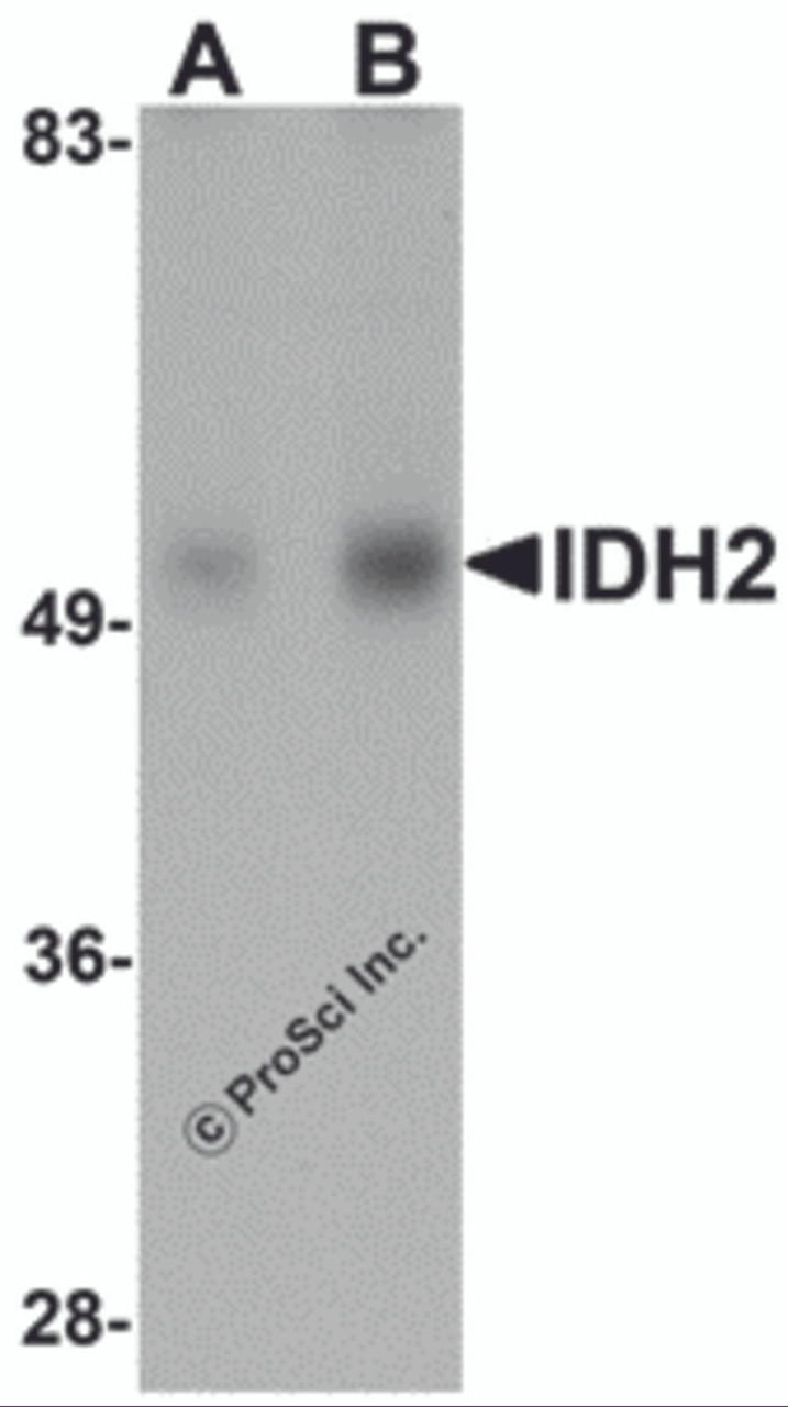 Western blot analysis of IDH2 in human heart tissue lysate with IDH2 antibody at (A) 1 and (B) 2 &#956;g/mL.
