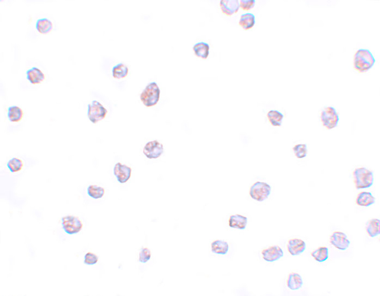 Immunocytochemistry of SCRN3 in 293 cells with SCRN3 antibody at 20 ug/mL.