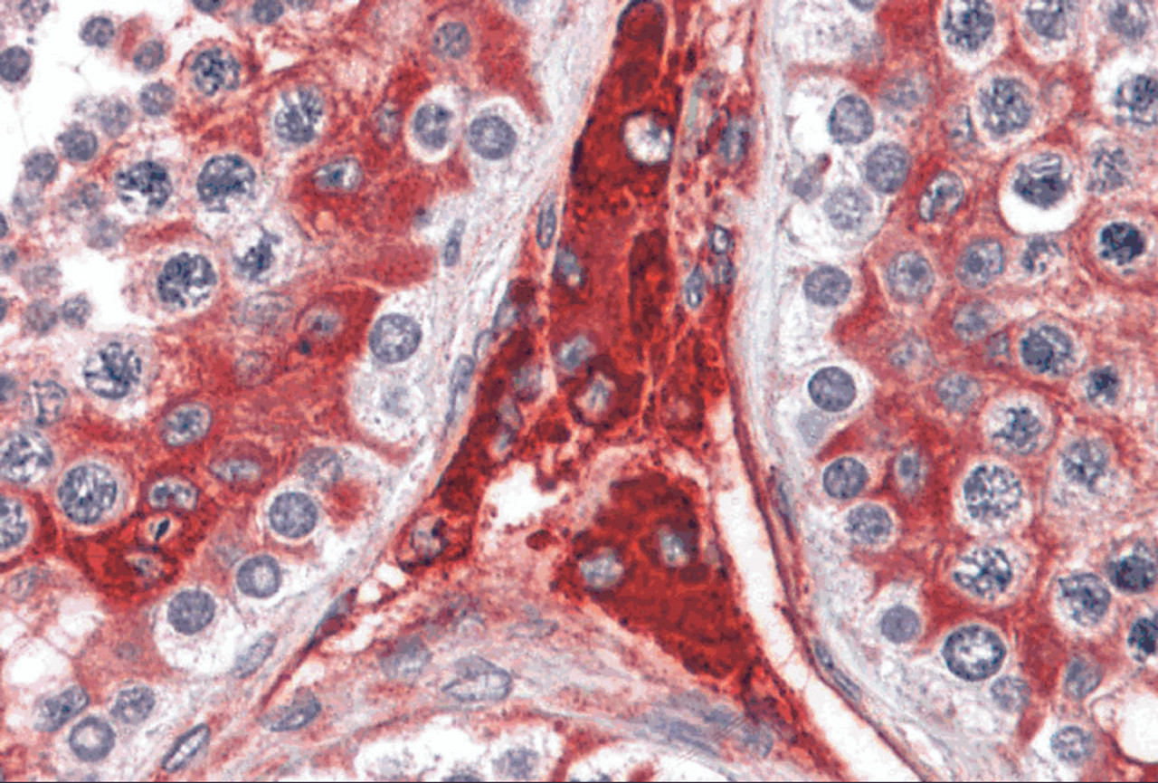 Immunohistochemistry of WDR35 in human testis tissue with WDR35 antibody at 5 &#956;g/mL.