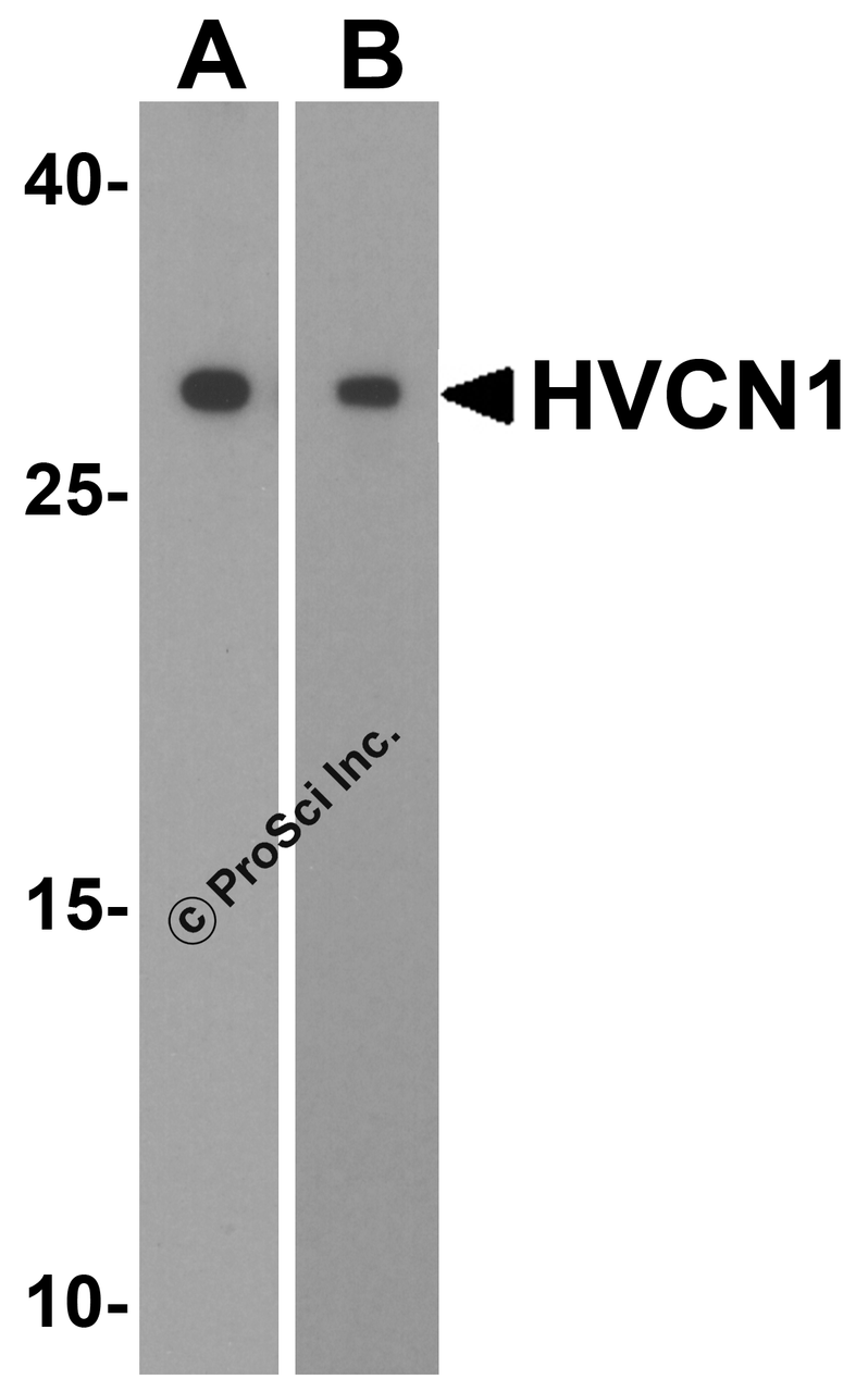 Western blot analysis of HVCN1 in (A) human spleen and (B) mouse spleen tissue lysates with HVCN1 antibody at 1 &#956;g/mL.