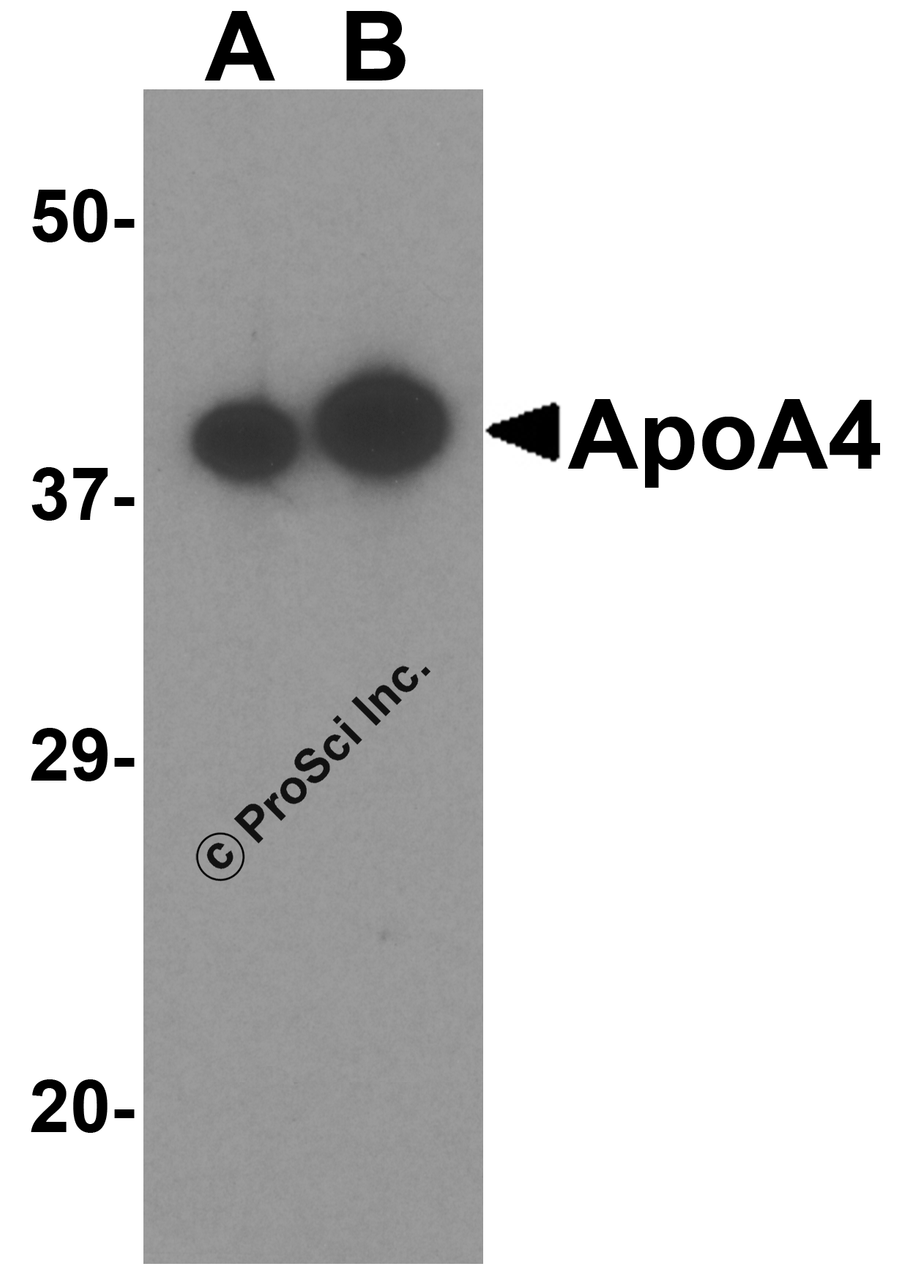 Western blot analysis of ApoA4 in human testis tissue lysate with ApoA4 antibody at (A) 0.5 and (B) 1 &#956;g/mL.