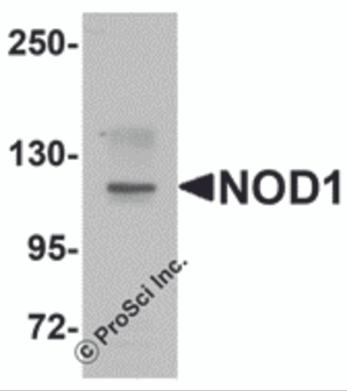 Western blot analysis of NOD1 in EL4 cell lysate with NOD1 antibody at 1 &#956;g/mL.