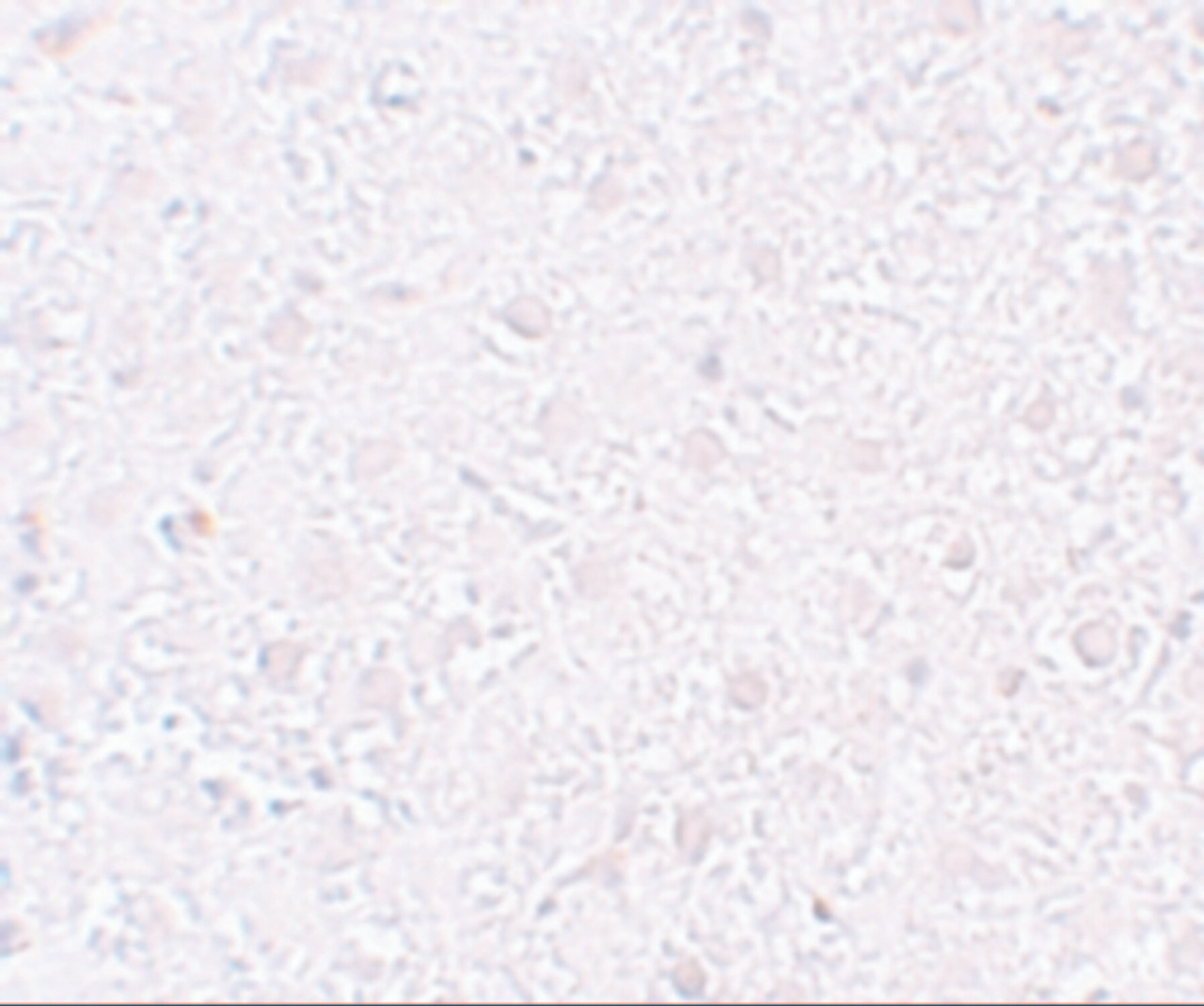 Immunohistochemistry of MOX1 in rat liver tissue with MOX1 antibody at 10 ug/mL.