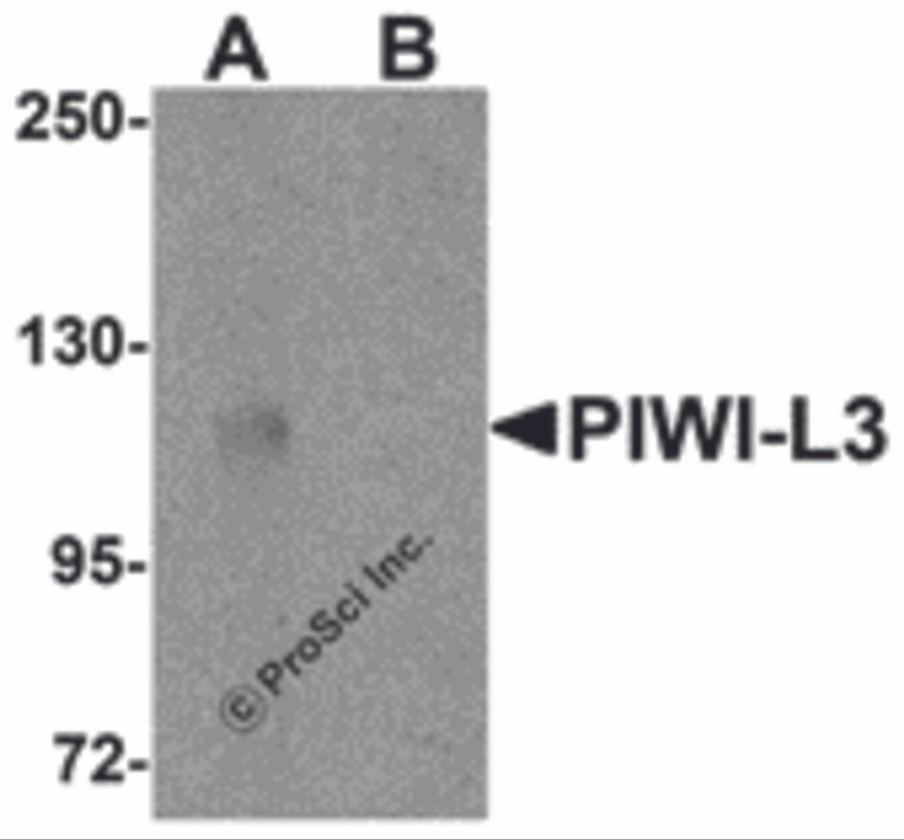 Western blot analysis of PIWI-L3 in 3T3 cell lysate with PIWI-L3 antibody at 1 &#956;g/mL in (A) the absence and (B) the presence of blocking peptide.