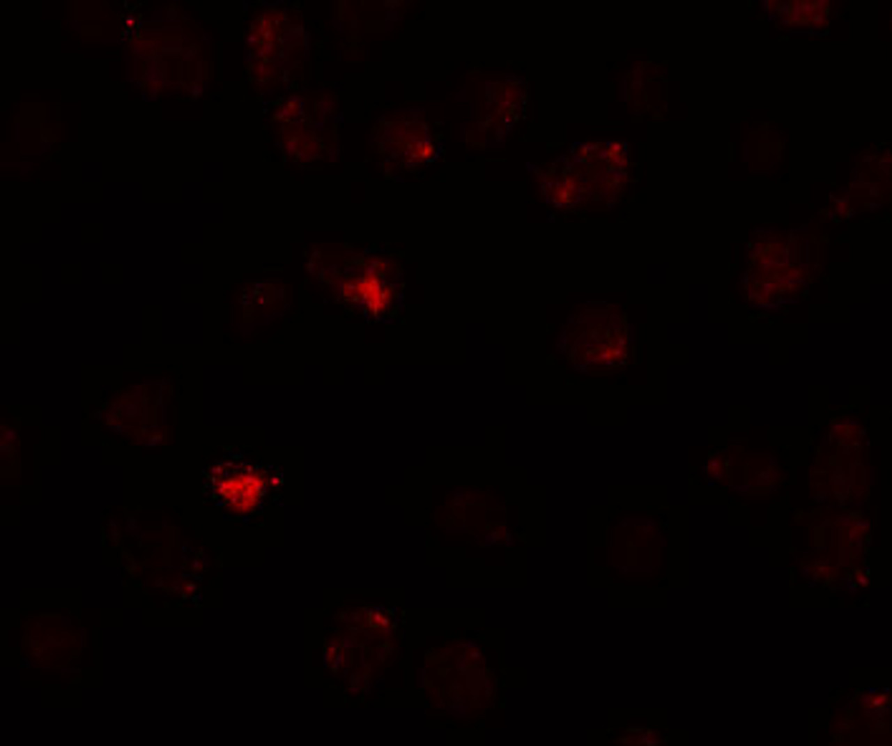 Immunofluorescence of PIWI-L3 in 3T3 cells with PIWI-L3 antibody at 20 ug/mL.