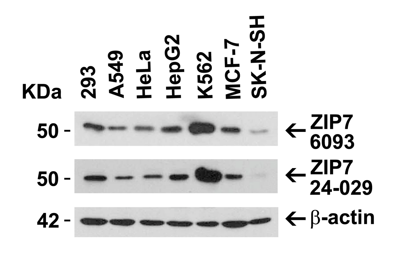 Figure 2 Independent Antibody Validation (IAV) via Protein Expression Profile in Human Cell Lines
Loading: 15 &#956;g of lysates per lane.
Antibodies: ZIP7, 6093 (1 &#956;g/mL) , ZIP7, 24-029 (4 &#956;g/mL) , and beta-actin (1 &#956;g/mL) , 1h incubation at RT in 5% NFDM/TBST.
Secondary: Goat anti-rabbit IgG HRP conjugate at 1:10000 dilution.