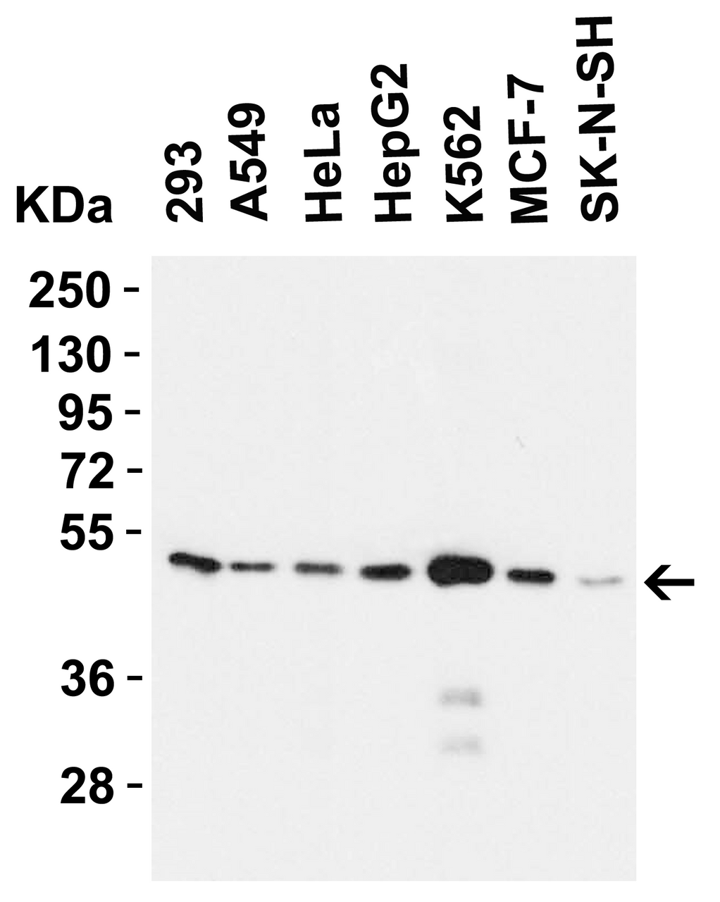 Figure 2 Western Blot Validation in Human Cell Lines
Loading: 15 ug of lysates per lane.
Antibodies: ZIP7, 6093 (1 ug/mL) , 1h incubation at RT in 5% NFDM/TBST.
Secondary: Goat anti-rabbit IgG HRP conjugate at 1:10000 dilution.