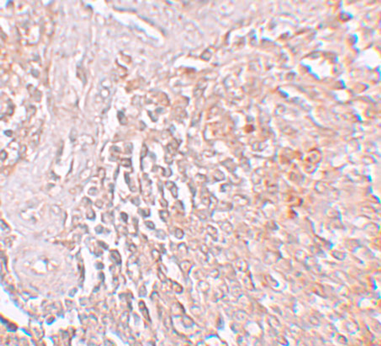Immunohistochemistry of ZIP8 in human spleen tissue with ZIP8 antibody at 5 ug/mL.