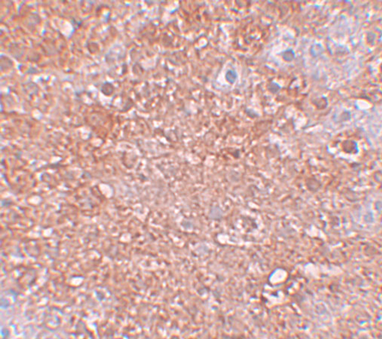 Immunohistochemistry of ZIP12 in mouse liver tissue with ZIP12 antibody at 2.5 ug/mL.