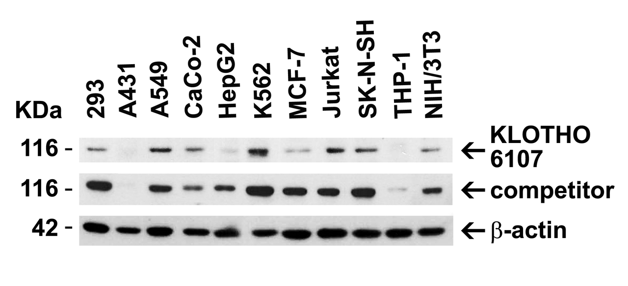 Figure 1 Independent Antibody Validation (IAV) via Protein Expression Profile in Human and Mouse Cell Lines
Loading: 15 &#956;g of lysates per lane.
Antibodies: KLOTHO 6107 (2 &#956;g/mL) , KLOTHO, competitor antibody (4 &#956;g/mL) and beta-actin 3779 (1 &#956;g/mL) , 1h incubation at RT in 5% NFDM/TBST.
Secondary: Goat anti-rabbit IgG HRP conjugate at 1:10000 dilution.